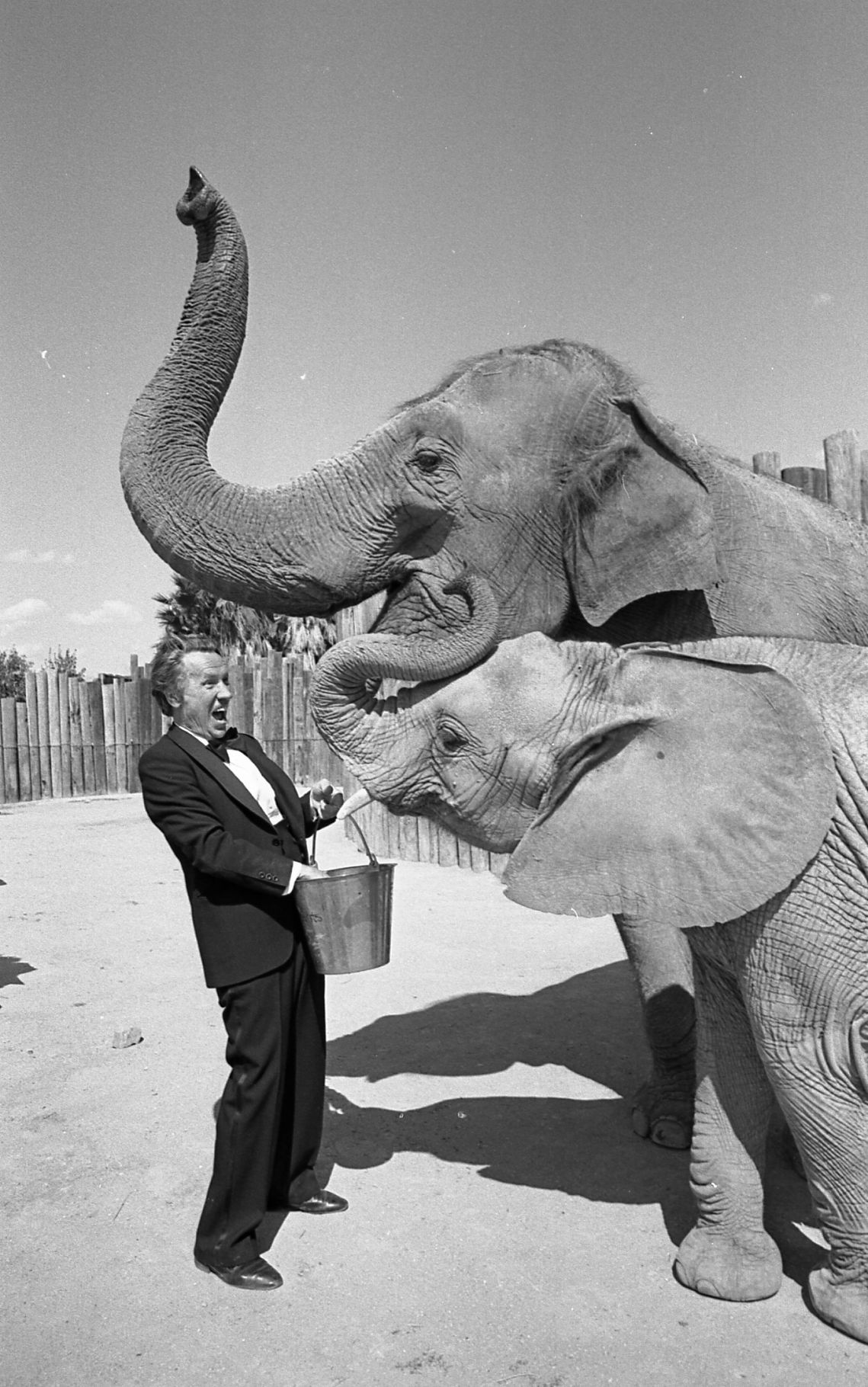 Elephants and opera